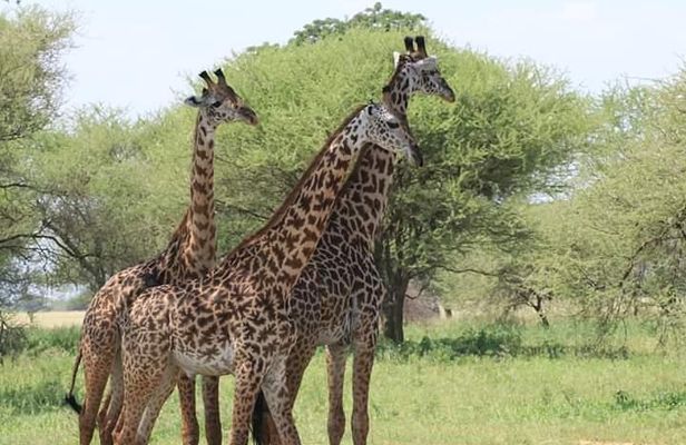 3 Days Tanzania Safari - Tarangire, Ngorongoro, Manyara