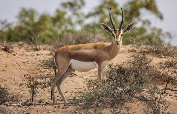Explore Agadir wildlife national park safari with lunch & pickup