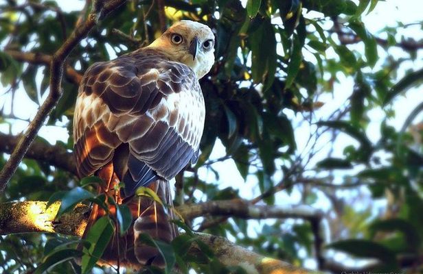Yala Safari by Yala Safari Wonders