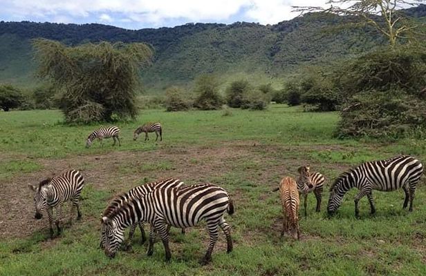 5-Day Tanzania Safari: Tarangire, Serengeti, Ngorongoro & Manyara