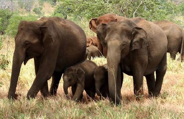 Full Day Shared Safari at Yala National Park by Yala La Safari Tours