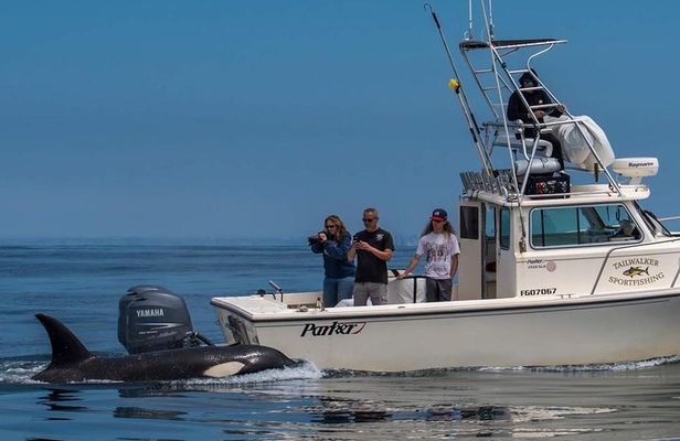 Private Family Whale & Dolphin Adventure in San Diego