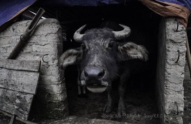 A Day Trekking in Sapa