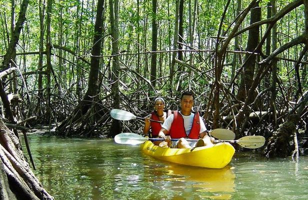 Damas Island Kayaking Tour From Manuel Antonio