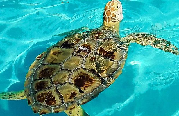 Turtle Hospital and Lower Florida Keys Day Trip from Key West