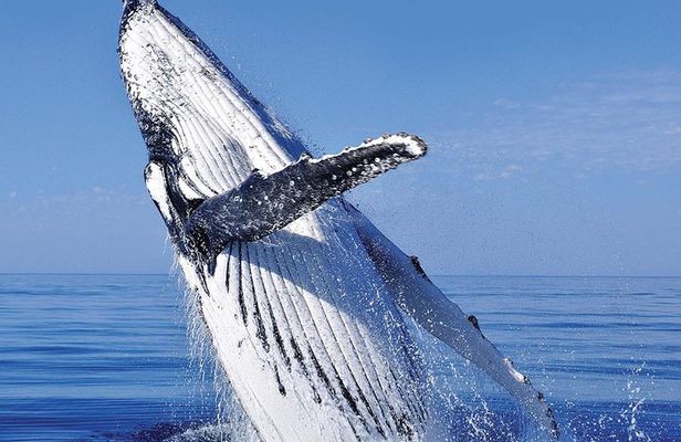 Whale Watching in Cabo San Lucas: Sightseeing Cruise and Shopping