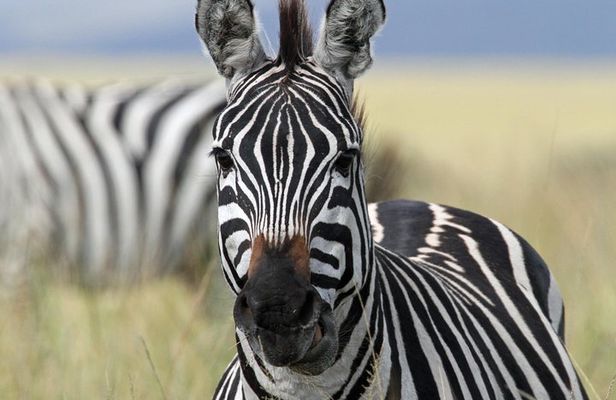 4-Day Safari from Arusha: Tarangire, Serengeti and Ngorongoro