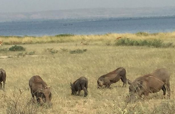 3 Day Murchison Falls NP Wildlife Tour, Chimps & Rhino Tracking.