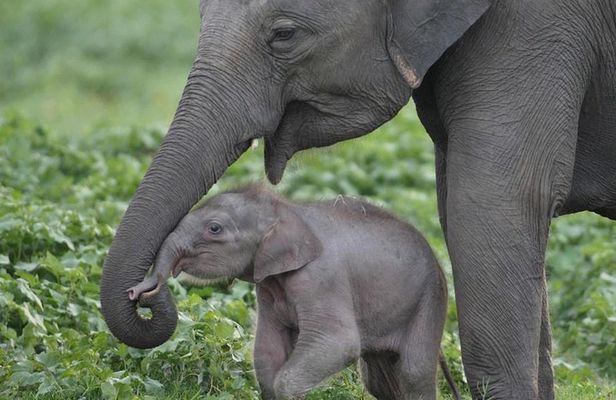 Private Half Day Tour: Udawalawe National Park with Elephant Transit Home Visit