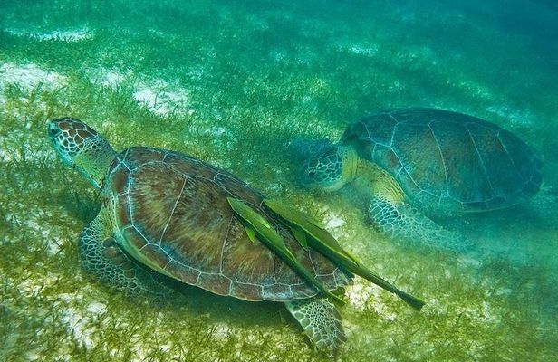 Turtles and Cenote from Riviera Maya