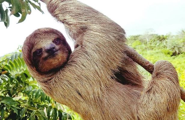 Manawakie Park Sloth's & Monkey Encounter
