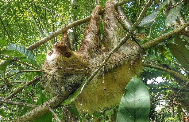 Sloths Watching Tour through Sloth's Territory