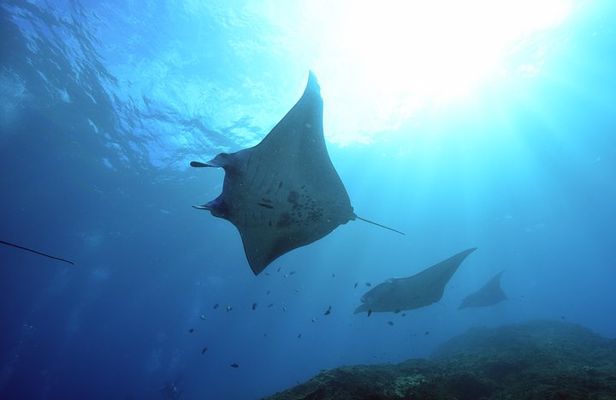 Nusa Penida Day Trip for 3 dives
