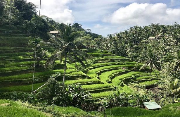 3-Day Bali Highlights Private Tour with Ubud, Tanah Lot & Uluwatu