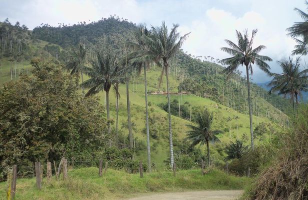 Salento, Cradle of wax palm, Carbonera Hike Tour
