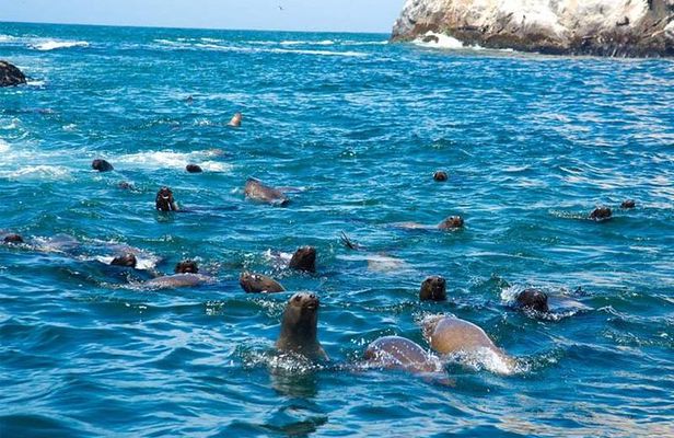 Swimming With Sea Lions At Palomino Island