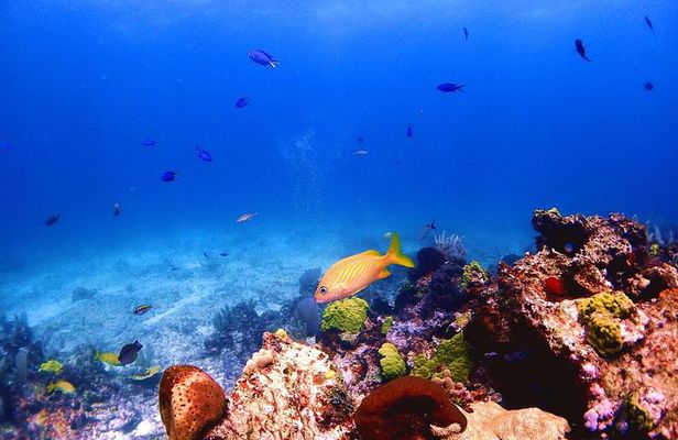 SPECIAL! Snorkel at MUSA - The Underwater Museum Reservation