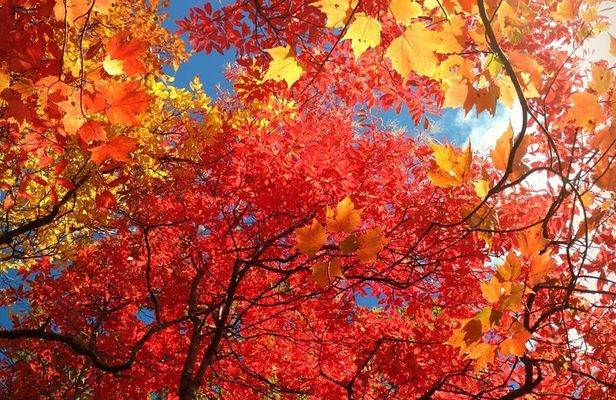 Fall Color Tour in the Smoky Mountains