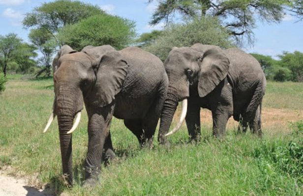 Arusha National Park 4 Days