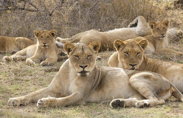 Big 5 Safari Experience at Pilanesberg National Park