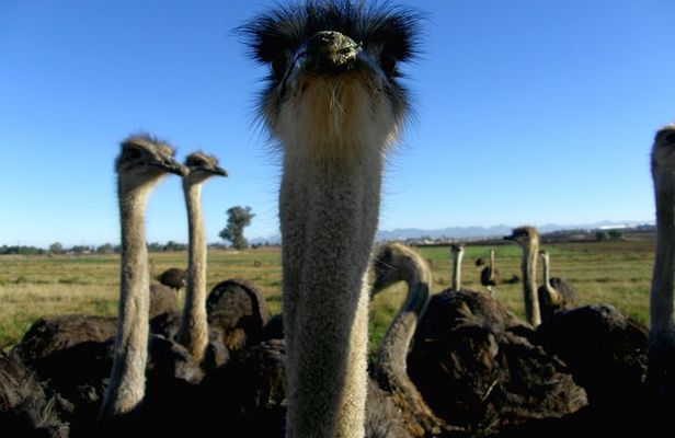 Cape of Good Hope, Cape Point & Penguins Private customizable Full Day Tour
