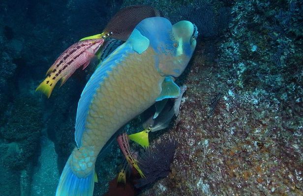 Guided by Divemaster, Cabo San Lucas short Snorkeling Tour MANTA