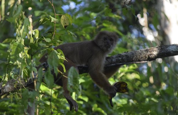 Monkey island and canopy bridge