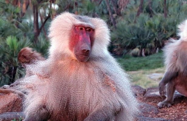 2 Days Wildlife Safari to Awash National Park 