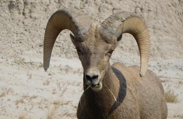 Private Tour of the Badlands with Local Experts