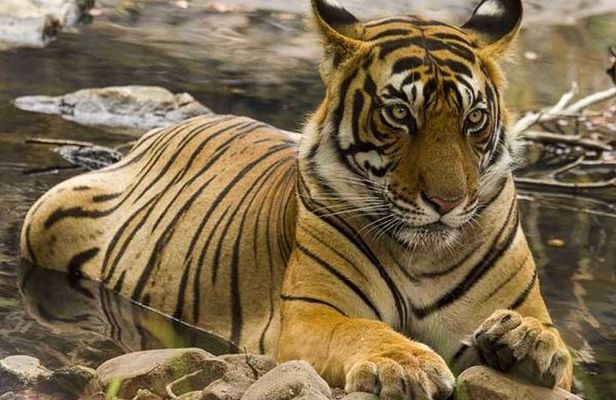 Ranthambore Safari | Bird Watching | Agra & Delhi from Jaipur