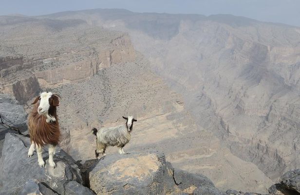 Jabal Shams (Grand Canyon) Tour