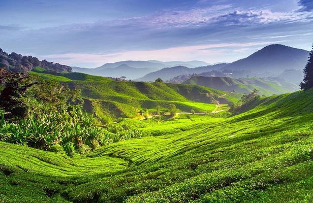 Cameron Highlands Day Trip
