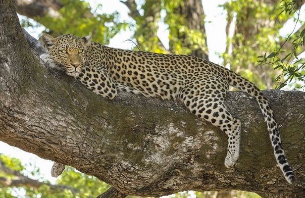 Morning 07 Hour Private Safari at Yala National Park by Yala La Safari Tours