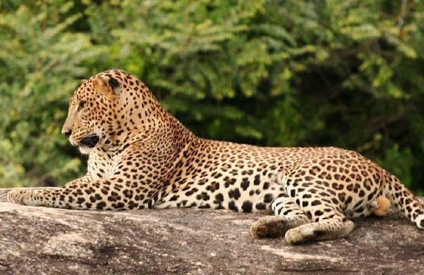Full Day Private Safari at Yala National Park by Yala La Safari Tours