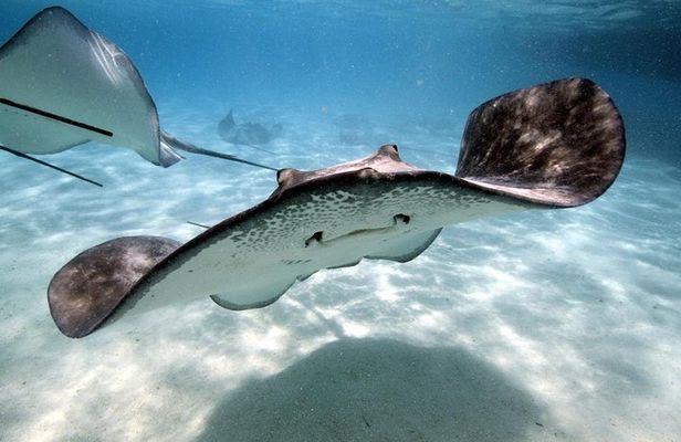 Sharks and Stingrays from Punta Cana