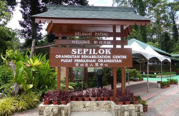 Private Full Day Sepilok Orang Utan, Bornean Sun Bear and Rainforest Discovery Center Tour