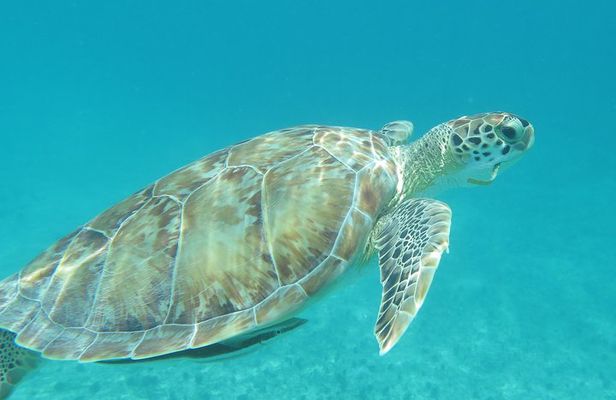 Small Group Sea Turtle Tour (Guaranteed to see turtles)