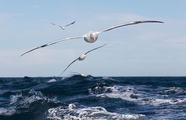 Otago Peninsula Wildlife Cruise with Monarch