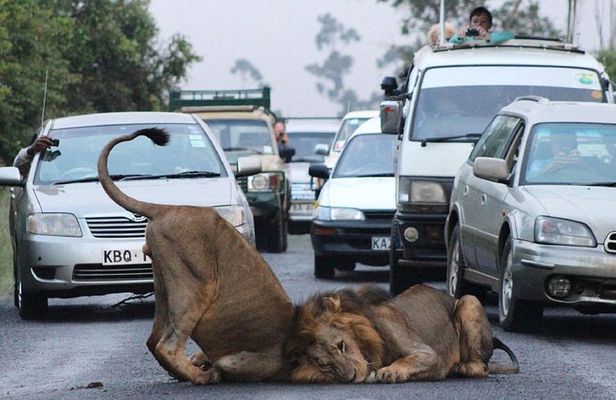 Half Day Nairobi National Park Guided Tour From Nairobi
