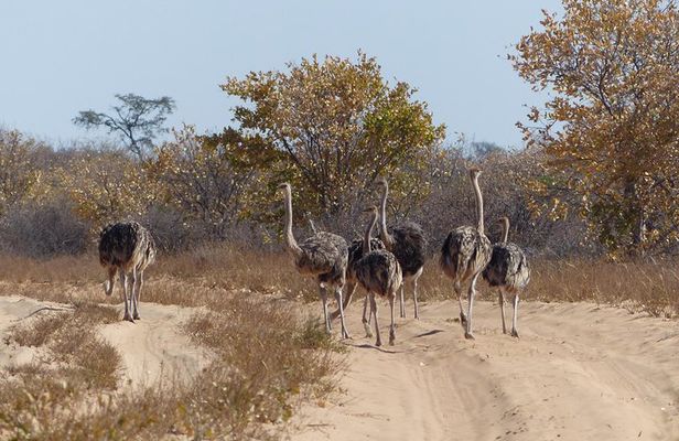 Moremi (Okavango) day trip