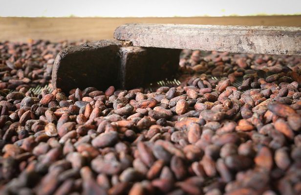 Chocolate & Coffee Farm Experience