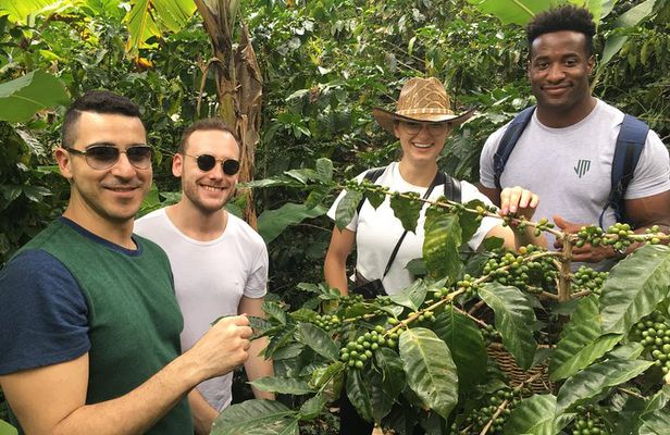 Traditional Coffee Tour, Nature & Birds