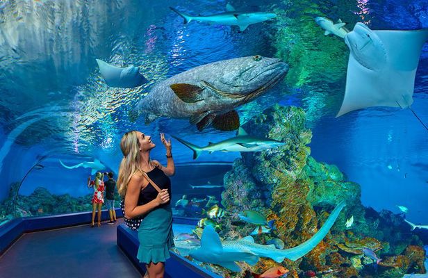 Cairns Aquarium Admission Ticket