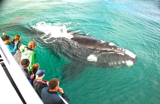 Dunsborough Whale Watching Eco Tour 