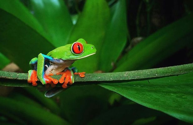 La Fortuna Frogs and Reptiles Wildlife Night Tour 2hrs