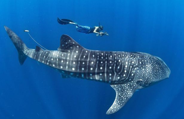 Whale Shark Encounter & Sumilon Sandbar & Canyoneering in Kawasan Falls