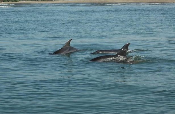 Dolphin Encounter