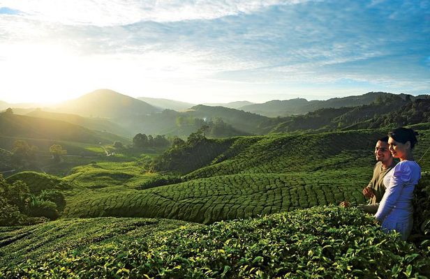 Private Nature Trip to Cameron Highlands from Kuala Lumpur