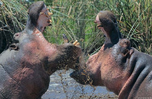 Group Safari 7 Days in Tanzania's Main Parks