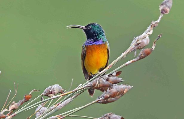Birdwatching in Cape Town